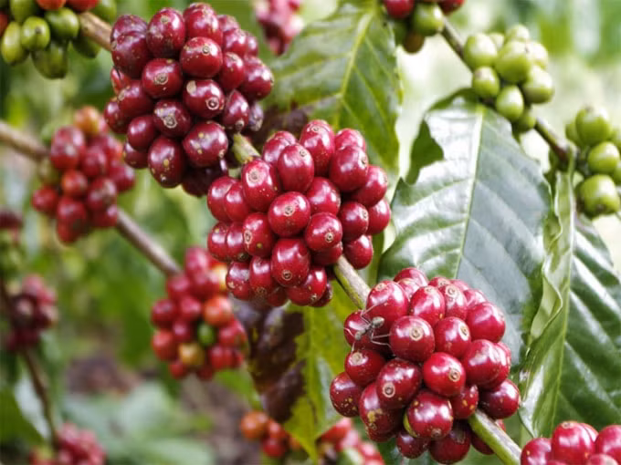 Giá cà phê hôm nay đảo chiều tăng nhẹ 100 đồng/kg, duy trì trên mức 33.000 đồng/kg. Ảnh: TL