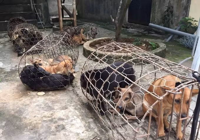 Mỗi đêm nhóm đối tượng này trộm nửa tấn chó