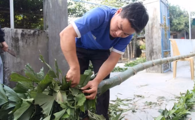 Các gia đình chọn cho mình một cây tre cao, thẳng để làm cây nêu dựng trước nhà.