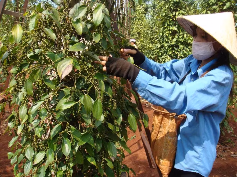 Thị trường hồ tiêu trong nước và thế giới duy trì trạng thái ổn định ngày đầu năm 2026