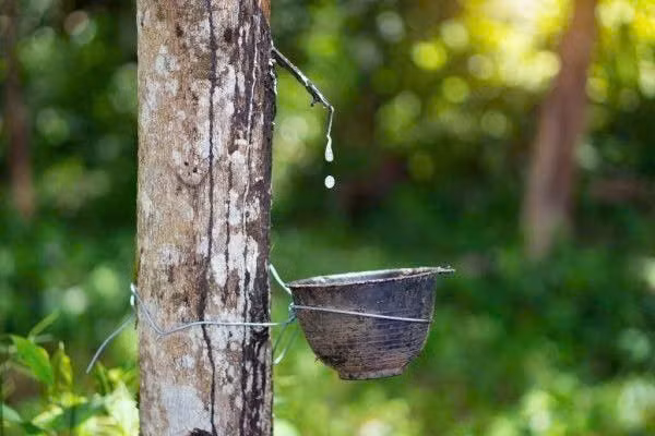 Giá cao su hôm nay 29/12 ghi nhận đà tăng đồng loạt tại các sàn giao dịch lớn