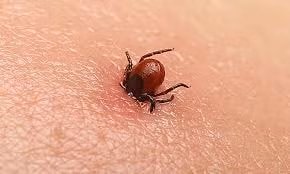 Sốt mò là bệnh truyền nhiễm cấp tính do vi khuẩn Rickettsia orientalis gây ra. Ảnh: TL