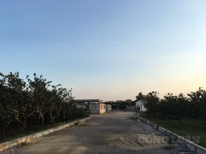 Sau khi được thuê đất công ích từ UBND xã Thọ Vinh, hộ ông Phạm Toàn Thắng đã biến đất trồng câu lâu năm thành khu nhà xưởng hơn 4000m2.