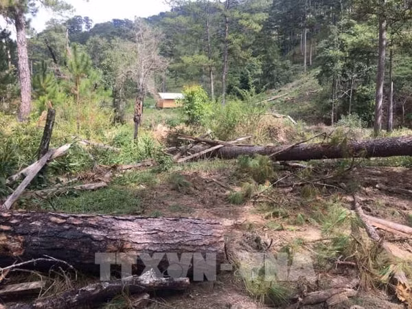 Vụ chặt phá tại khu rừng phòng hộ nằm giáp ranh giữa hai xã Đạ Sar và Đạ Nhim, huyện Lạc Dương, tỉnh Lâm Đồng. Ảnh: TTXVN