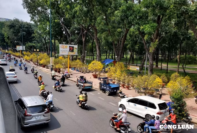 mai vang tram trieu dong cho khach ruoc ve don tet o cho hoa xuan lon nhat tphcm hinh 2