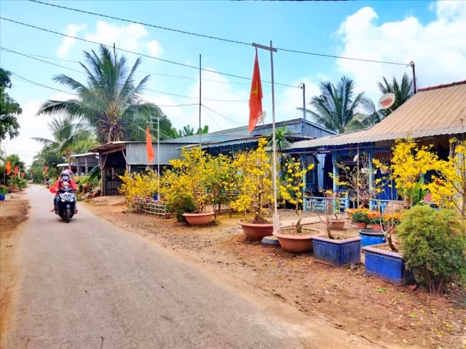 qua bao con duong tet hinh 1