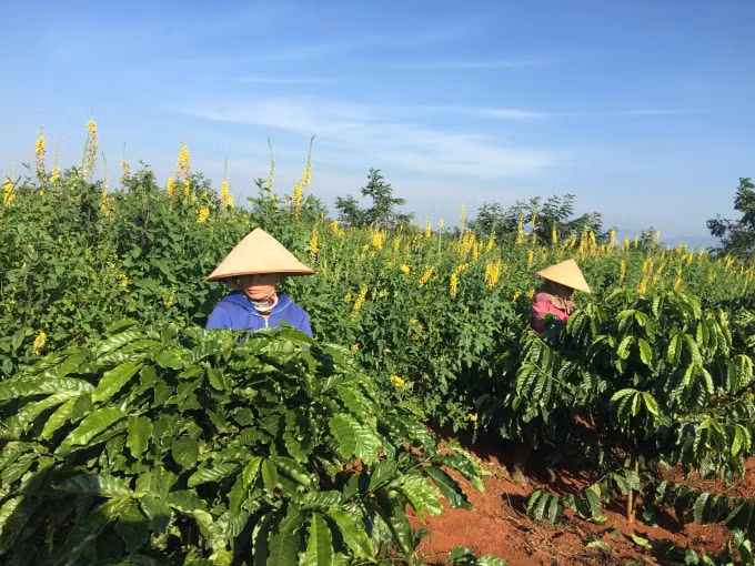 Nguồn vốn cho vay của Agribank đã hỗ trợ, tạo điều kiện cho các địa phương hình thành các vùng chuyên canh sản xuất nông sản hàng hóa lớn mang lại hiệu quả kinh tế cao.