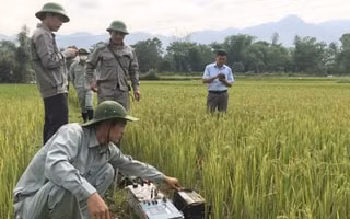 xac dinh nguyen nhan ban dau ho sut lun khung xuat hien hang loat o nghe an hinh 1