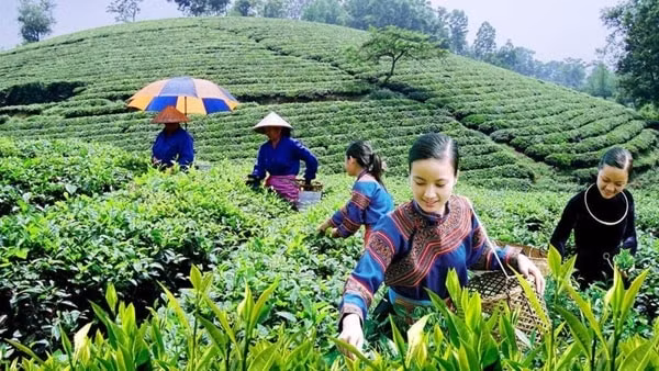 Chương trình mục tiêu quốc gia phát triển kinh tế - xã hội vùng đồng bào dân tộc thiểu số và miền núi sẽ tạo sinh kế, tăng thu nhập cho người dân. Ảnh minh họa