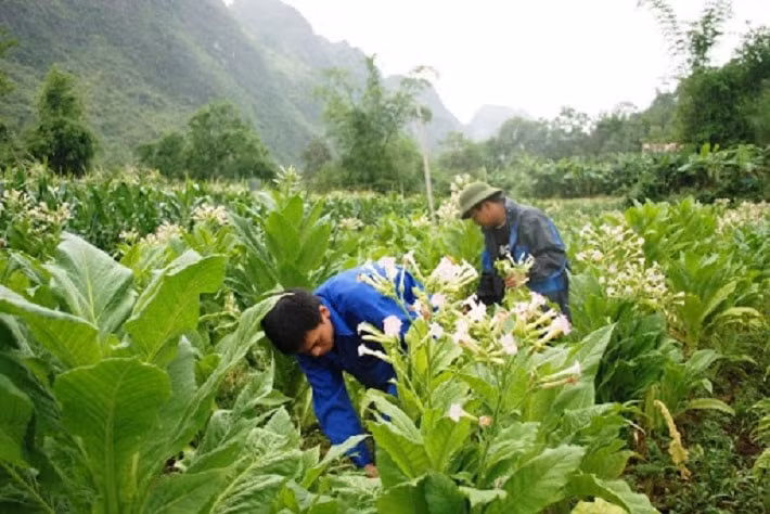vinataba 37 nam det niem tin xay khat vong hinh 1