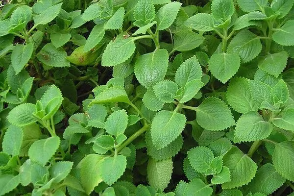 nhung bai thuoc dan gian tu la cay giup tri viem hong hinh 3