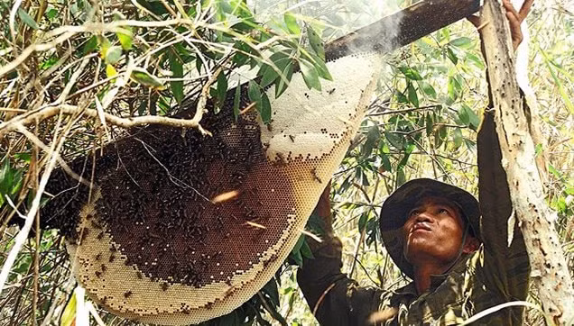 den ca mau chiem nguong hai ky luc to ong va lau mam lon nhat viet nam hinh 1