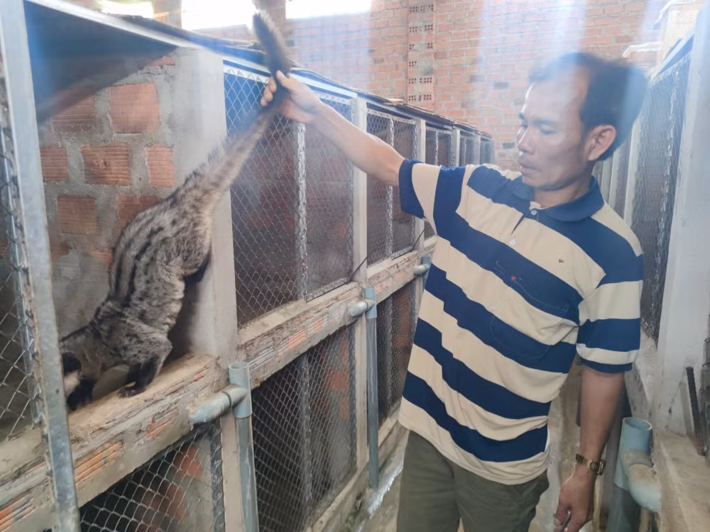 gia lai trang trai chon huong bac ty cua chang trai cu nhan kinh te hinh 2