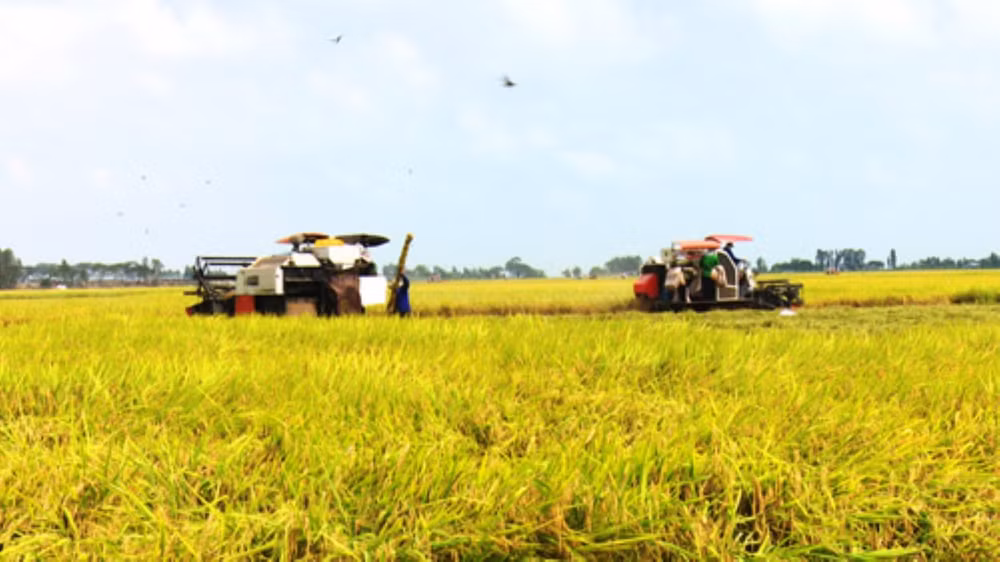 Người dân ĐBSCL thu hoạch lúa đông xuân 2019