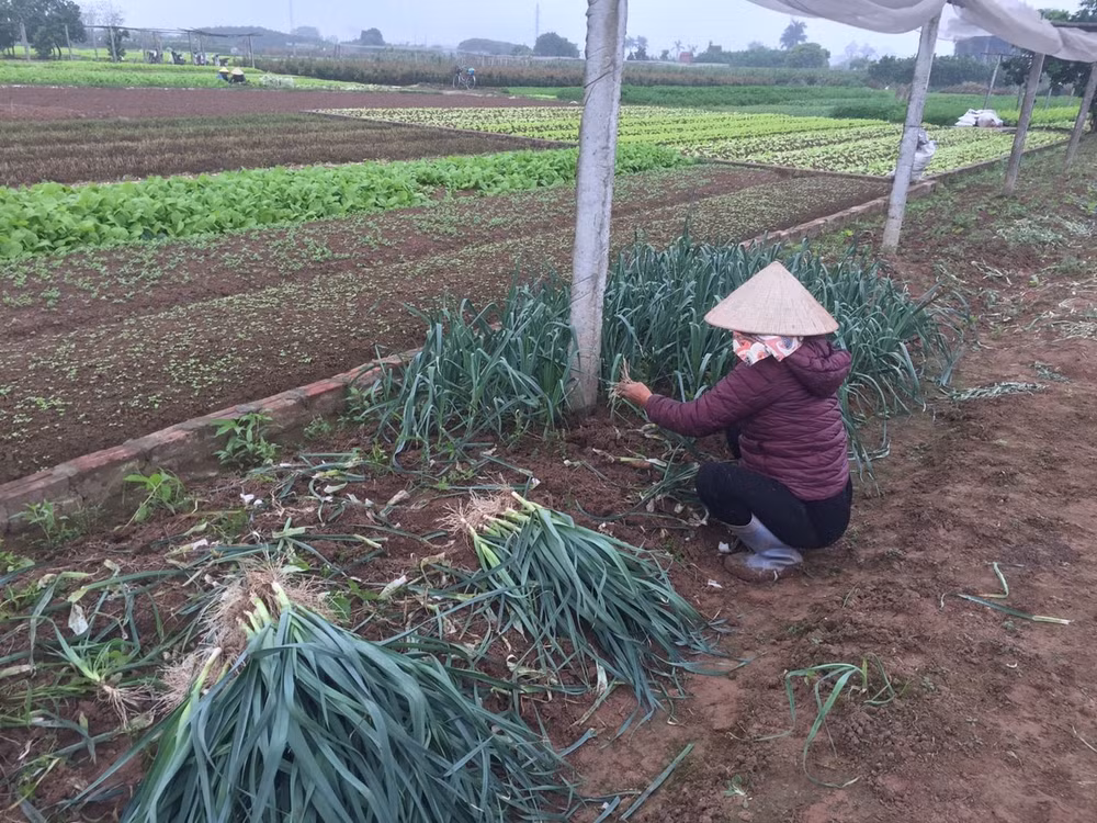 Chị Tiến thu hoạch tỏi để tối kịp đưa ra chợ đầu mối (Ảnh Hồng Nụ)
