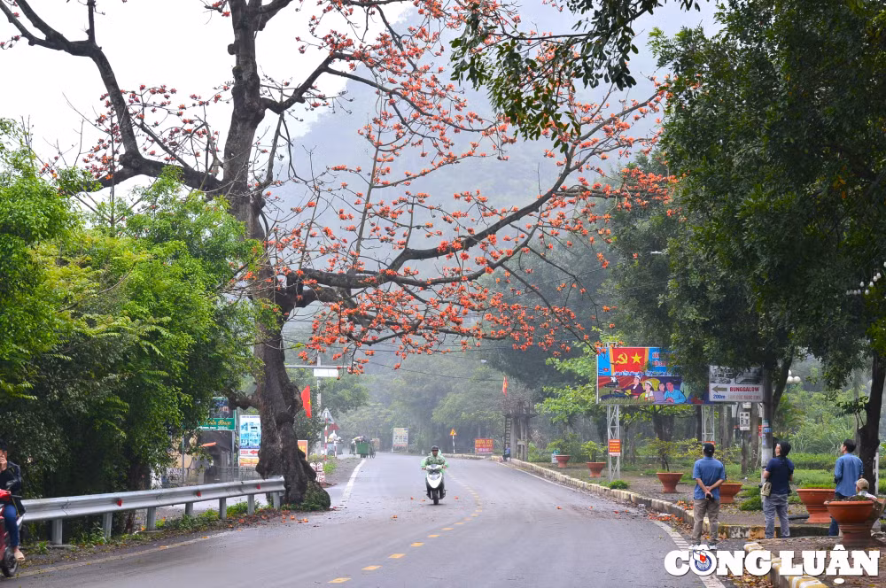 ruc ro sac hoa gao ben mai chua co o ninh binh hinh 1