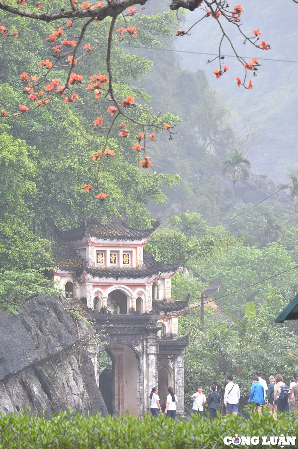 ruc ro sac hoa gao ben mai chua co o ninh binh hinh 7