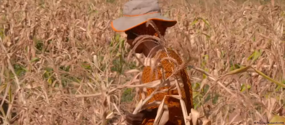zimbabwe tuyen bo tham hoa quoc gia do han han el nino hinh 1