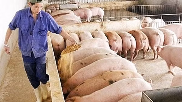 Giá heo hơi có xu hướng lui về ổn định ở mức 80.000 - 84.000 đồng/kg