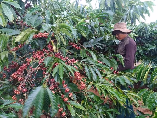 Cà phê robusta của Việt Nam hiện chiếm khoảng 60% thị phần toàn thế giới