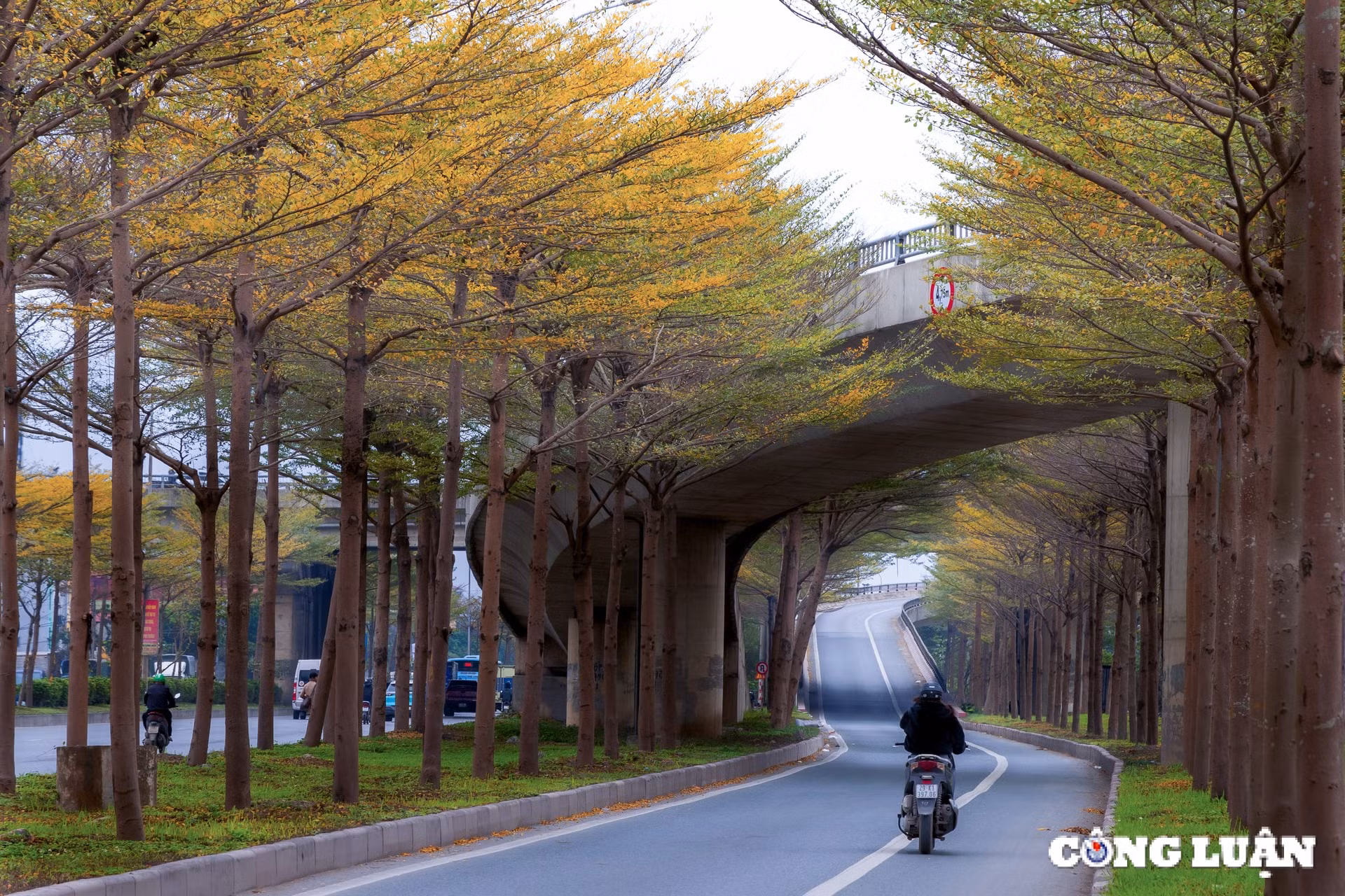 ngam sac vang ruc ro cua hang la bang nho o ngoai o ha noi hinh 3