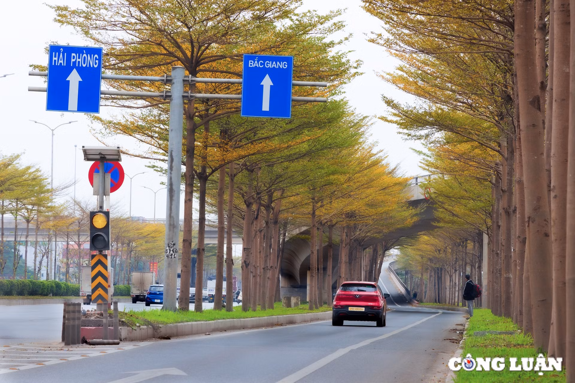 ngam sac vang ruc ro cua hang la bang nho o ngoai o ha noi hinh 6