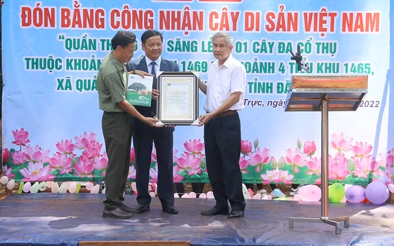 quan the co thu rung nam tay nguyen duoc cong nhan la cay di san viet nam hinh 2