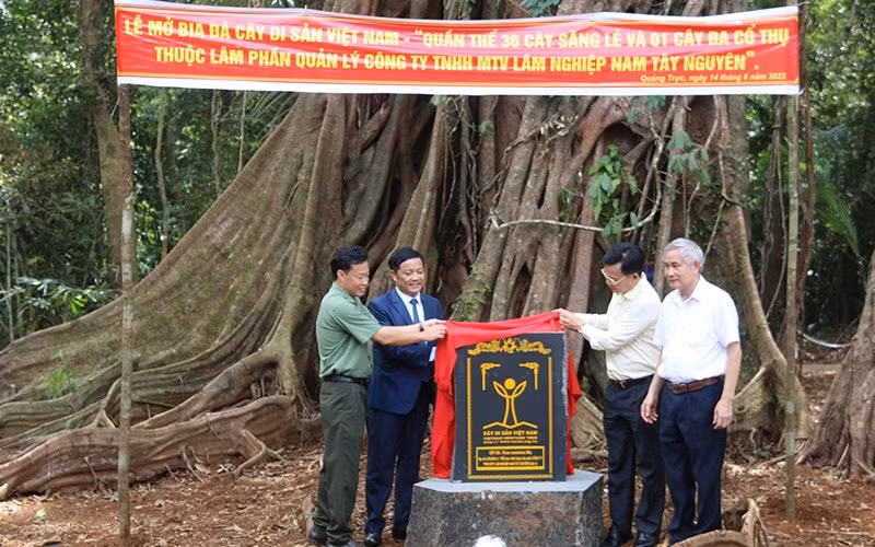 quan the co thu rung nam tay nguyen duoc cong nhan la cay di san viet nam hinh 1