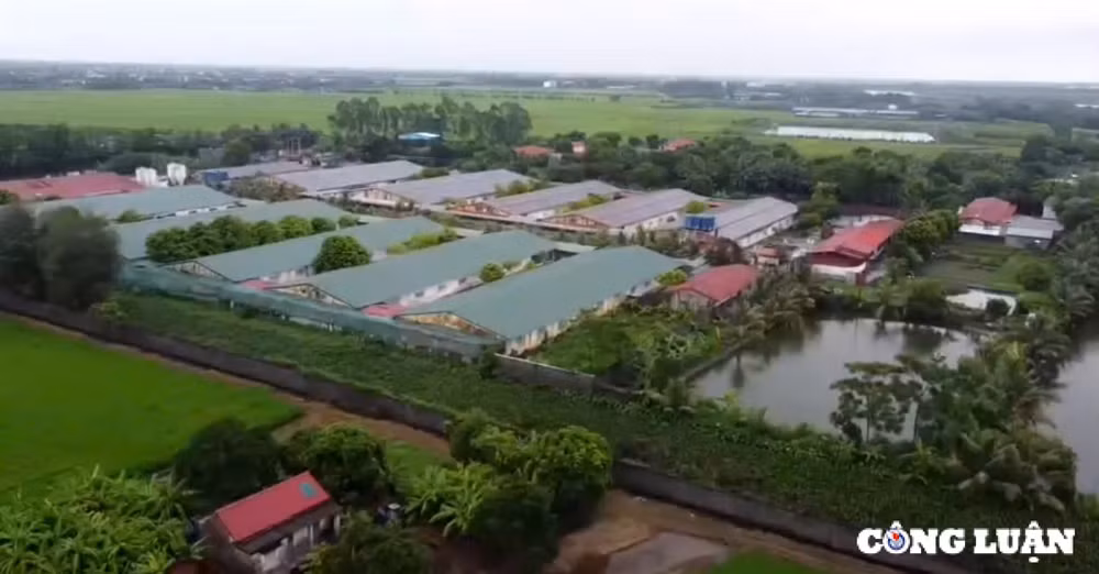 trang trai lon o xa dong a bi xu phat hon 400 trieu dong vi vi pham moi truong hinh 3
