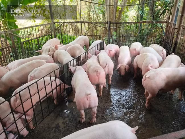 Giá heo hơi hôm nay 24/12: Ghi nhận tăng 2000 đồng/kg ở nhiều tỉnh thành. Ảnh minh họa
