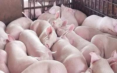 Giá heo hơi hôm nay 20/12: Điều chỉnh tăng nhẹ quanh mốc 68.000 - 74.000 đồng/kg . Ảnh minh họa