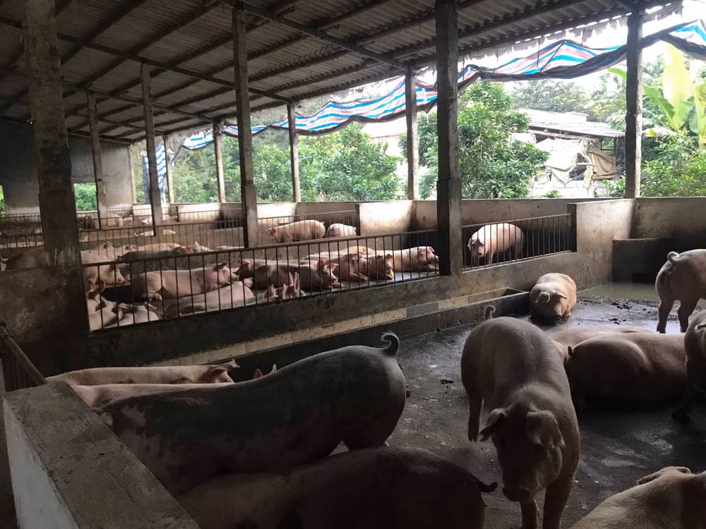 Đàn lợn ở Ngọc Lũ đang có nguy cơ suy giảm trầm trọng (Ảnh Minh Ánh)