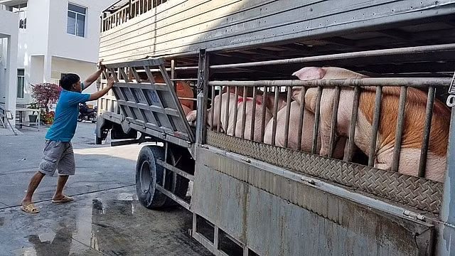 Hồ Chí Minh đẩy mạnh công tác phòng chống dịch tả lợn Châu Phi xâm nhiễm