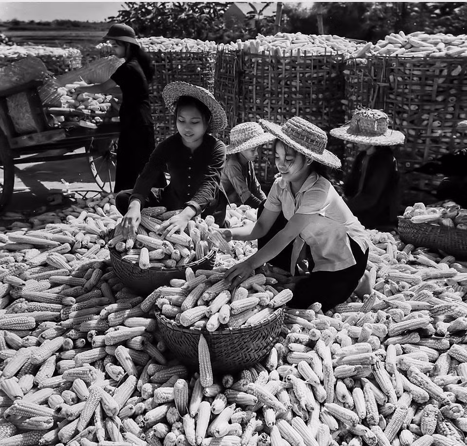 Những vựa ngô ven sông Hồng, sông Đáy trong kháng chiến chống Mỹ, năm 1967. Ảnh: Mầu Hoàng Thiết
