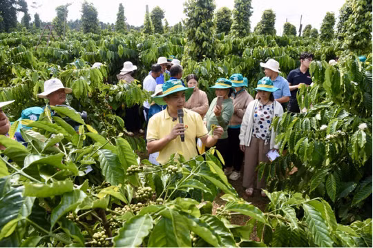Nâng chất Robusta Việt: Phân bón Cà Mau đưa Công nghệ số vào quản lý canh tác tại vùng trồng