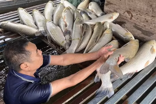 Cá lồng chết bất thường trên sông Lam, đề nghị cơ quan chức năng sớm xác định nguyên nhân