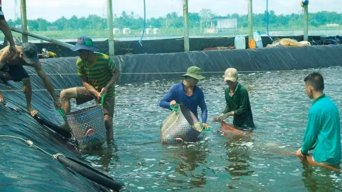 Nuôi tôm đang mang lại hiệu quả kinh tế cao cho người dân.