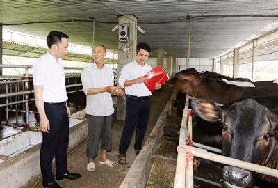 Chủ động gắn công tác cho vay theo chương trình xây dựng NTM với các chương trình tín dụng chính sách phục vụ phát triển nông nghiệp, nông thôn, Agribank góp phần phát triển kinh tế địa phương, nâng cao đời sống vật chất và tinh thần cho nhân dân.