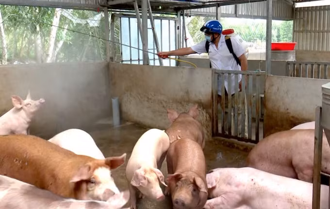 Cà Mau tăng cường công tác phòng chống dịch tả lợn Châu Phi.
