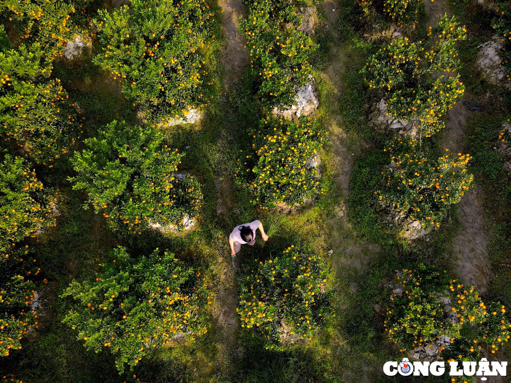 lang trong quat lon nhat thanh hoa san sang cho vu tet hinh 5