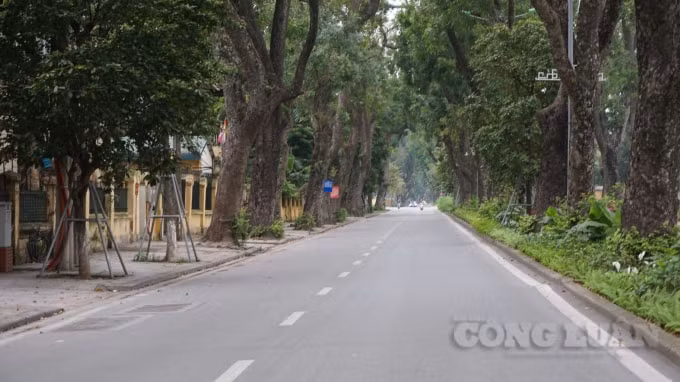 Đường Hoàng Diệu hút xa với những hàng cây xà cừ cổ thụ gợi nhớ một Hà Nội những năm 80-90 của thế kỷ XX. Ảnh H.Long.