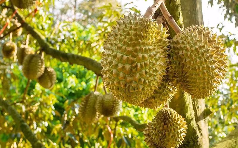 Góc giải đáp: Có nên trồng sầu riêng Musang King