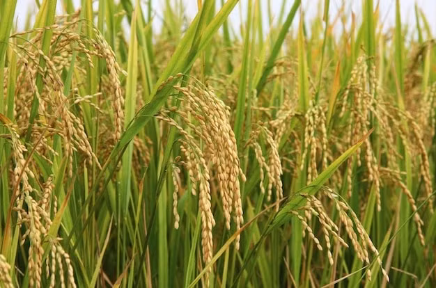 Premium Photo | Have a good harvest
