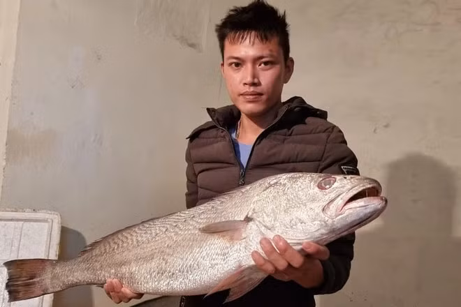 ngu dan bat duoc ca quy nang 75kg giong ca su vang hinh 1
