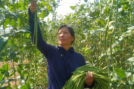 Lào Cai: Xuất khẩu lô sản phẩm đậu đũa ngâm muối đầu tiên sang Nhật Bản 