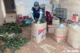 Trung Quốc mở cửa thu mua khiến cau tươi nhích giá