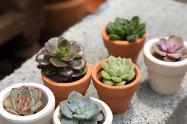Phong thủy sen đá hợp tuổi, mệnh nào của gia chủ?