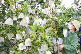 Thủ phủ cam ở Hà Tĩnh vào mùa thu hoạch