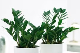 Cách bài trí cây kim tiền hợp phong thủy
