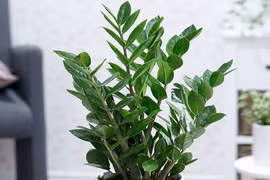 Ý nghĩa phong thủy của cây kim tiền